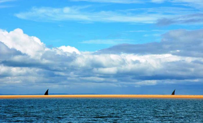 Dhow Fishermen