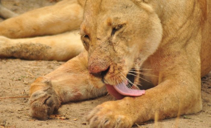 Tanzania’s Selous Game Reserve is a land of lions and leopards