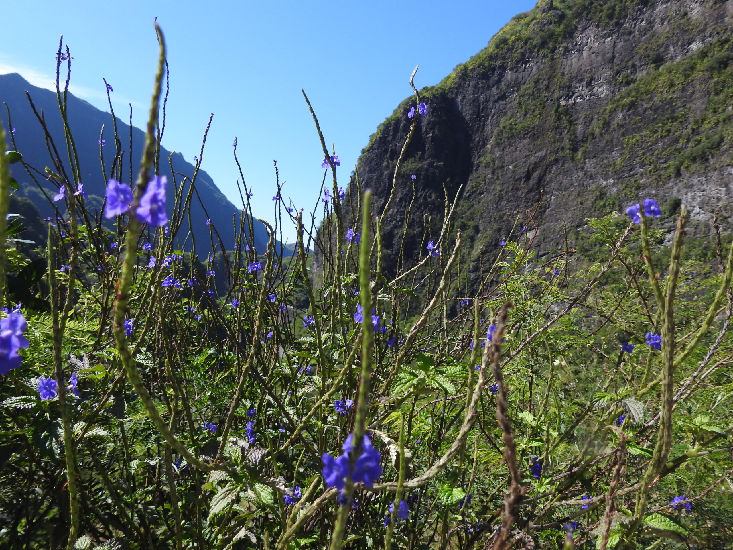 Réunion Island 