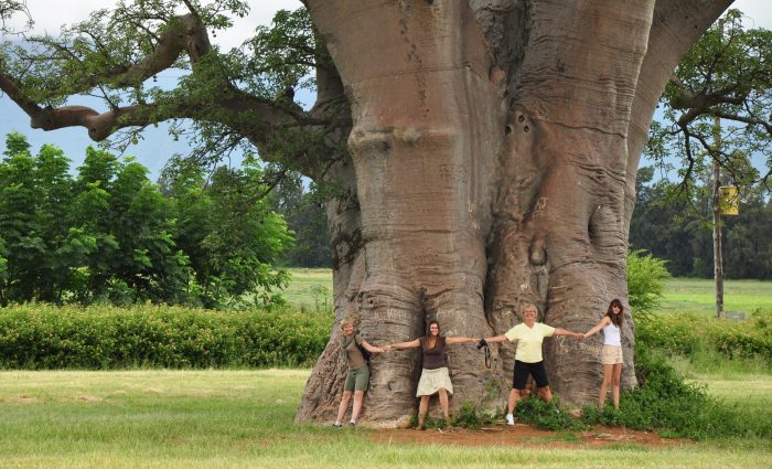 How to Hug a Baobab!