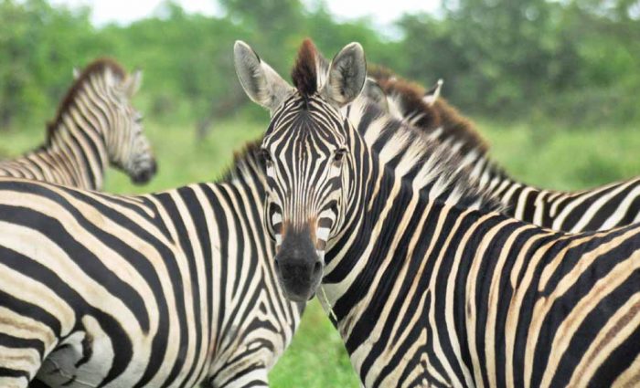 Zebras: How They Got Their Stripes