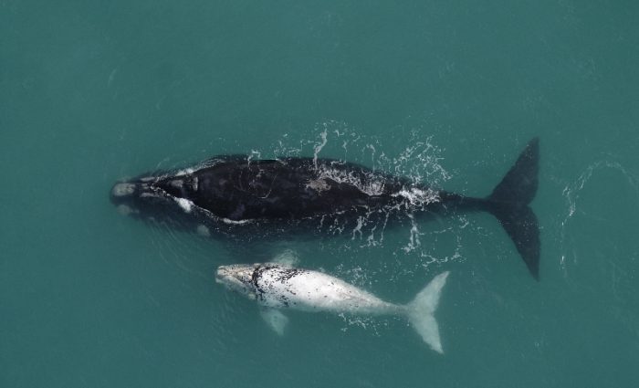 Whale Watching at De Hoop Nature Reserve