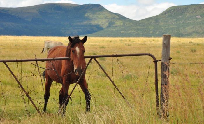 Wakkerstroom: The Country Life