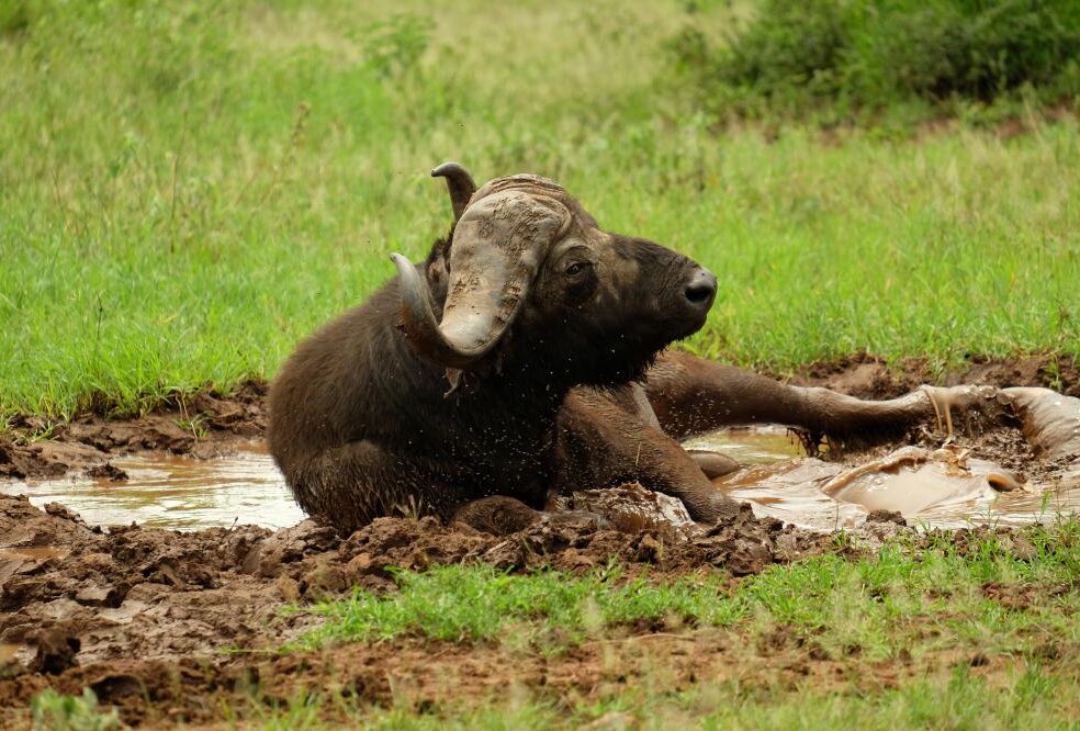 The Great Migration in Serengeti National Park - Eager Journeys