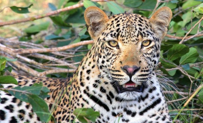 Becks Safari Lodge: Stalking Leopards on Safari