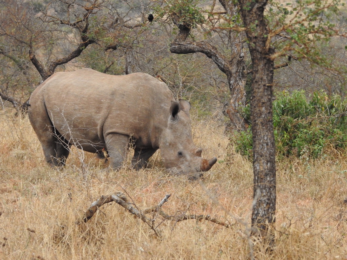 Thanda Safari